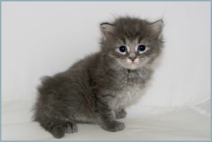 Male Siberian Kitten from Deedlebug Siberians